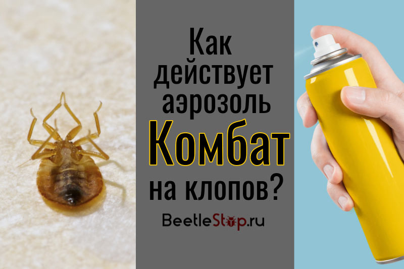 Bedbug Combat