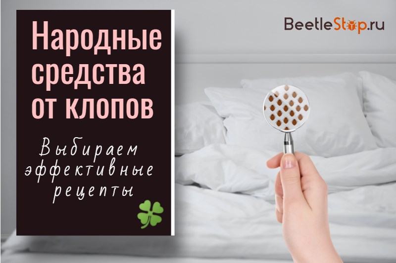 folk remedies for bedbugs