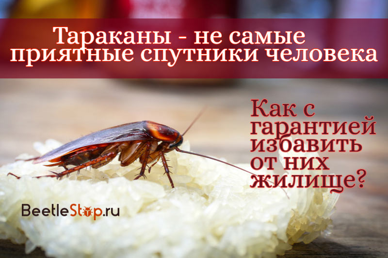 Κόκκινη κατσαρίδα