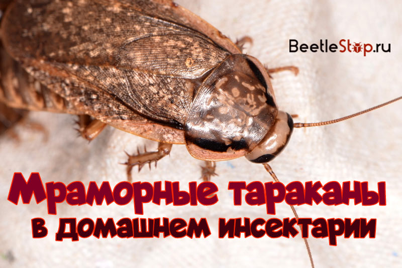 Μανδύα κατσαρίδα