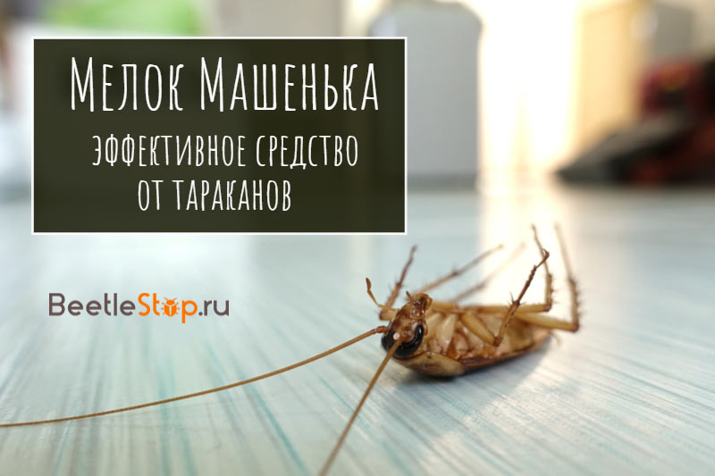 Kreikas Mashenka žudo tarakonus