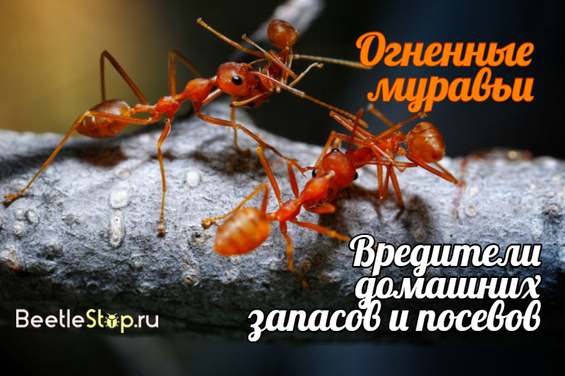 Röda myror