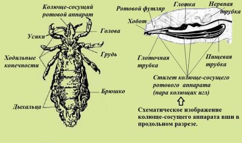 Structura parazitului