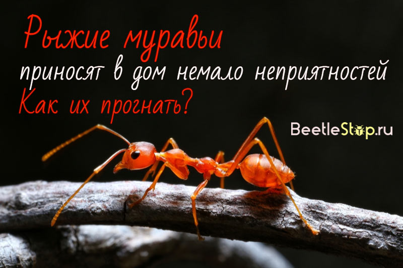 Raudonos skruzdėlės namuose