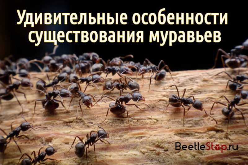 النمل مذهلة