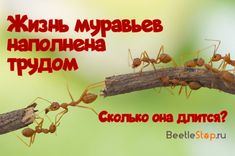 Колко мравки живеят
