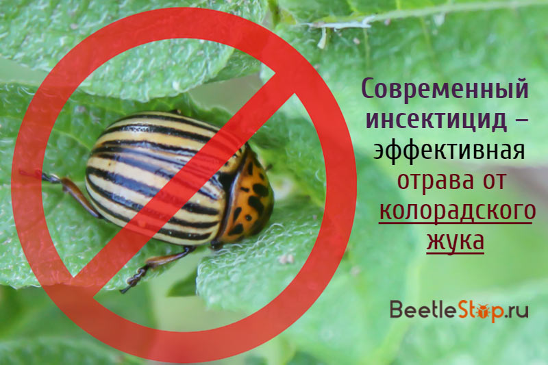 The fight against the Colorado potato beetle