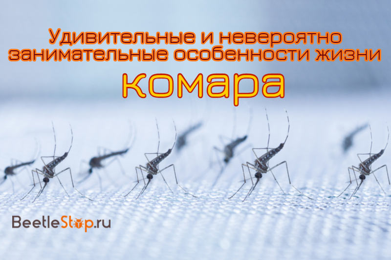 комари