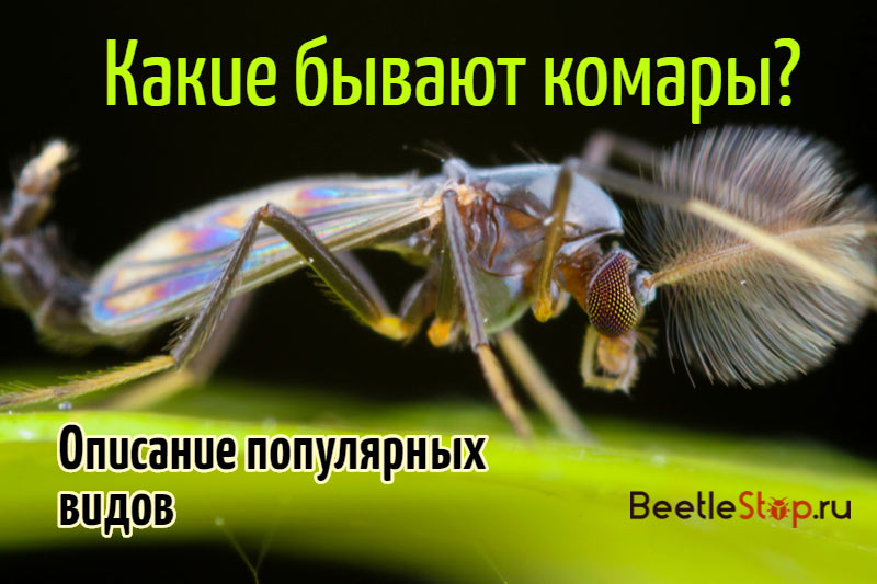 I naturen finns det olika typer av myggor