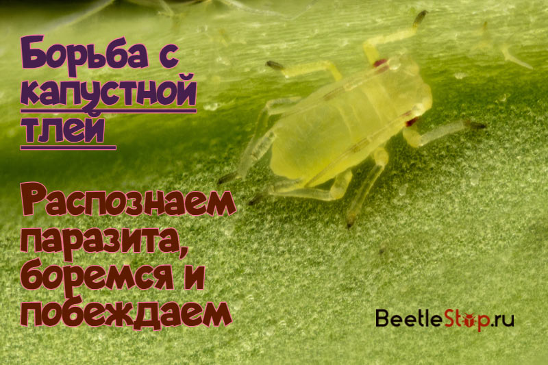 Aphid cabbage