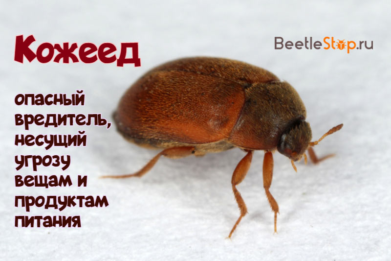 matto beetle