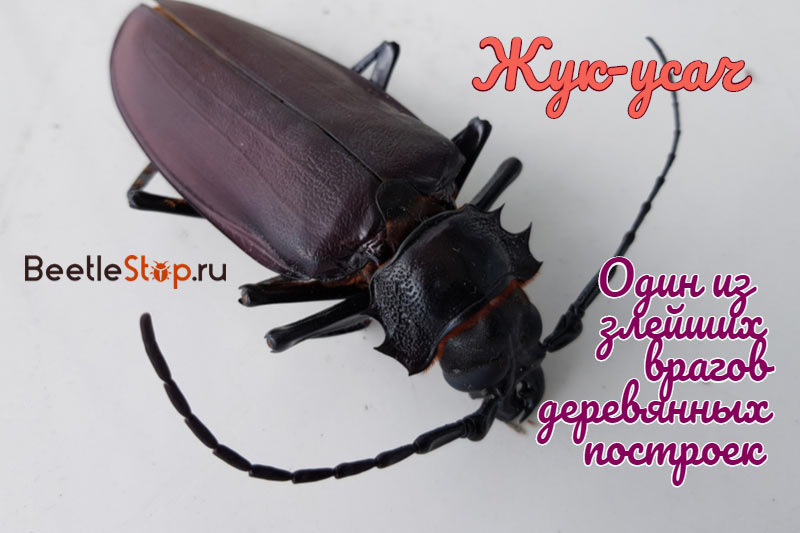 Barbel beetle