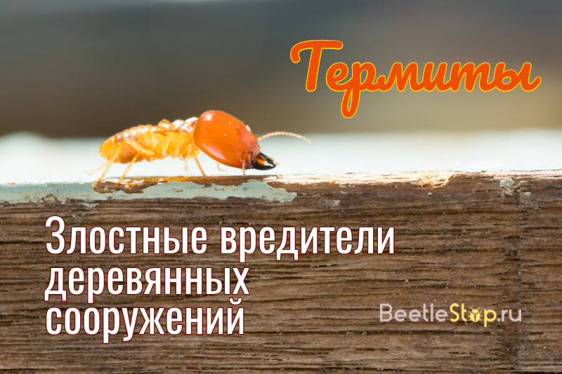 termitter