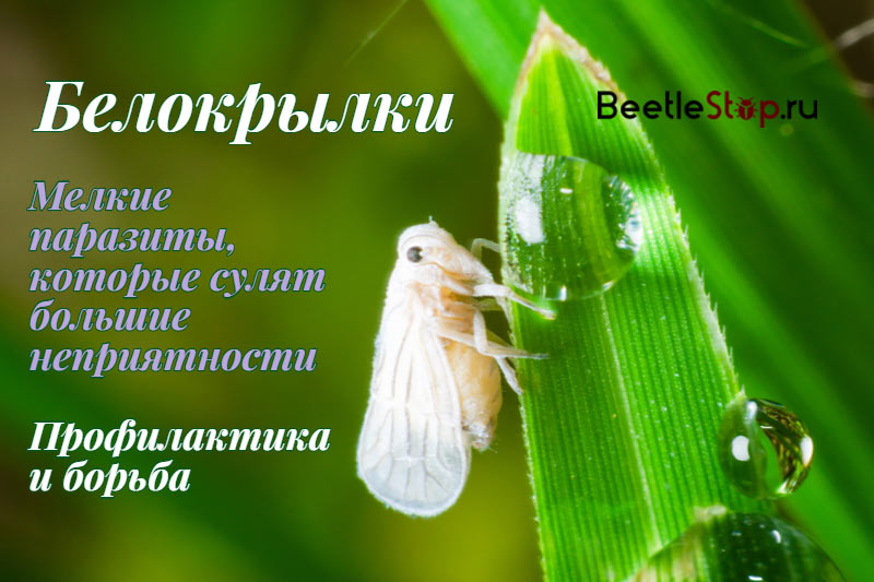 Mosca blanca mariposa