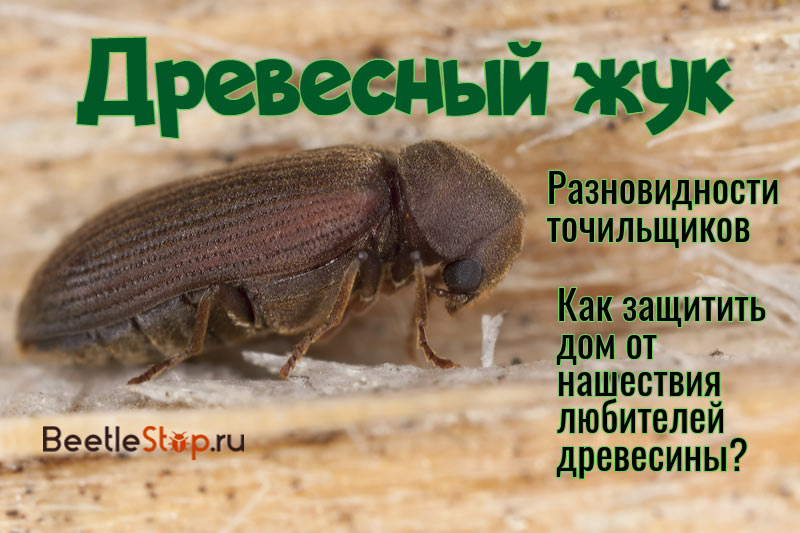 Bug d'arbre: