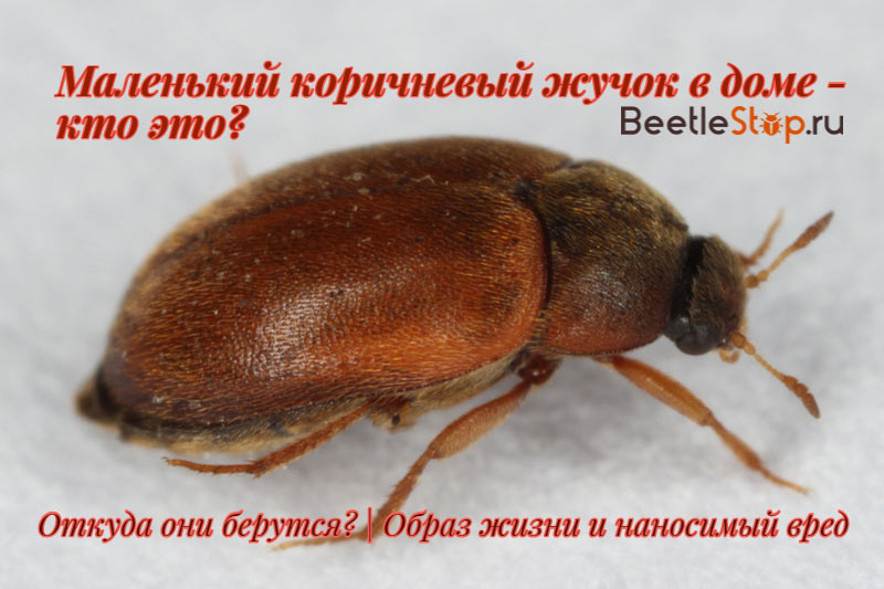 matto beetle