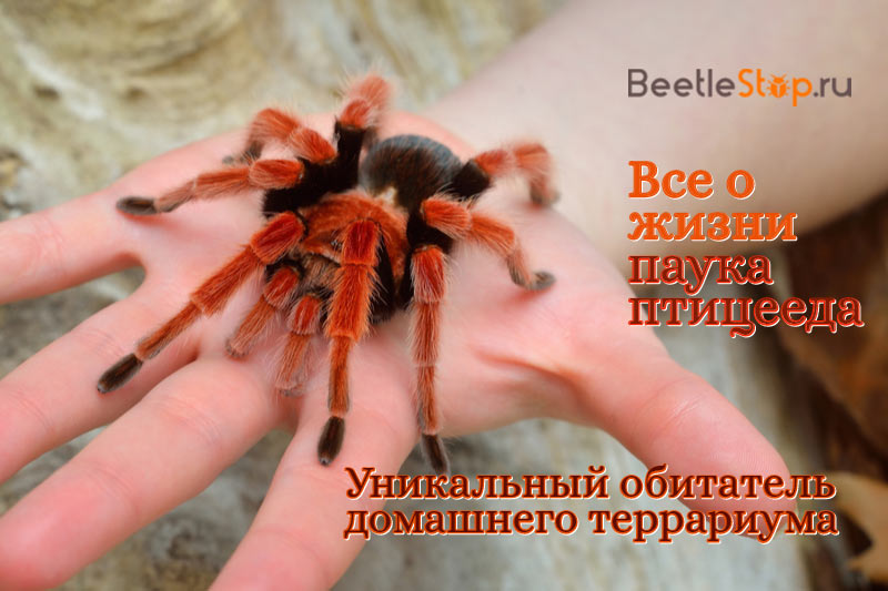 păianjen tarantula