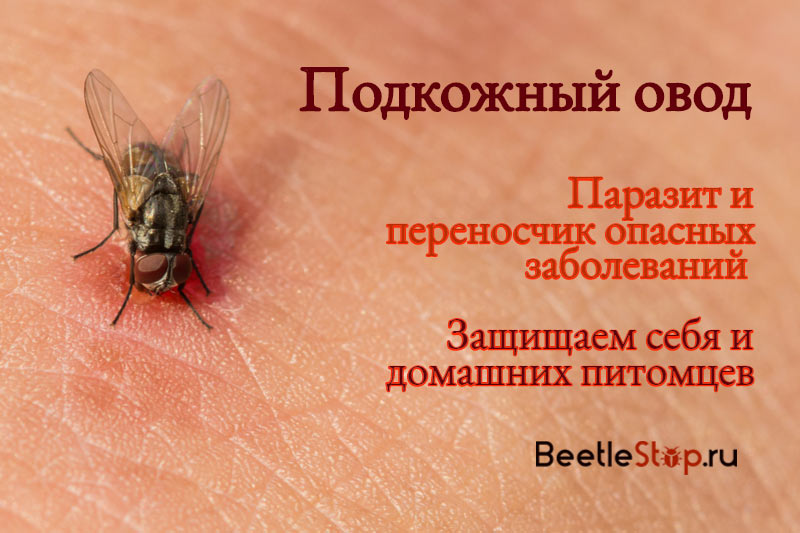 gadfly تحت الجلد