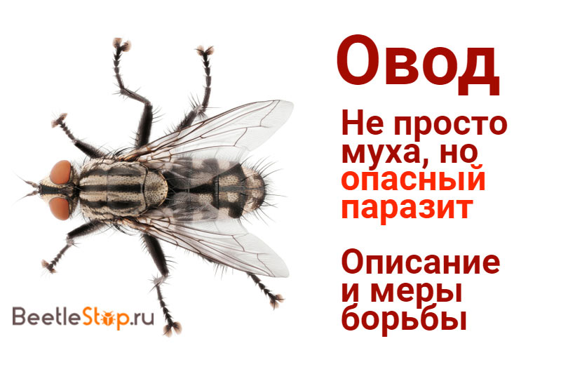 Insektenfliege