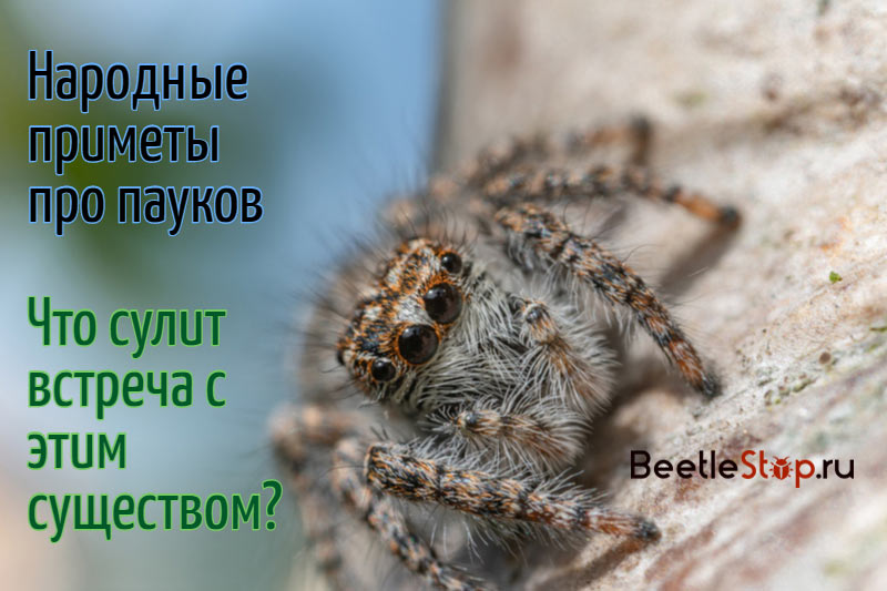 Vu une araignée - pourquoi le ferait-elle?