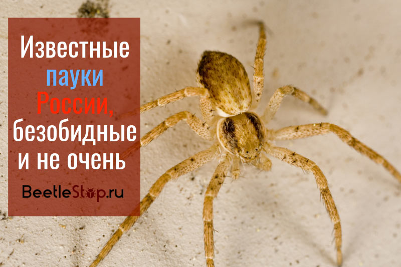 Spiders of Russia