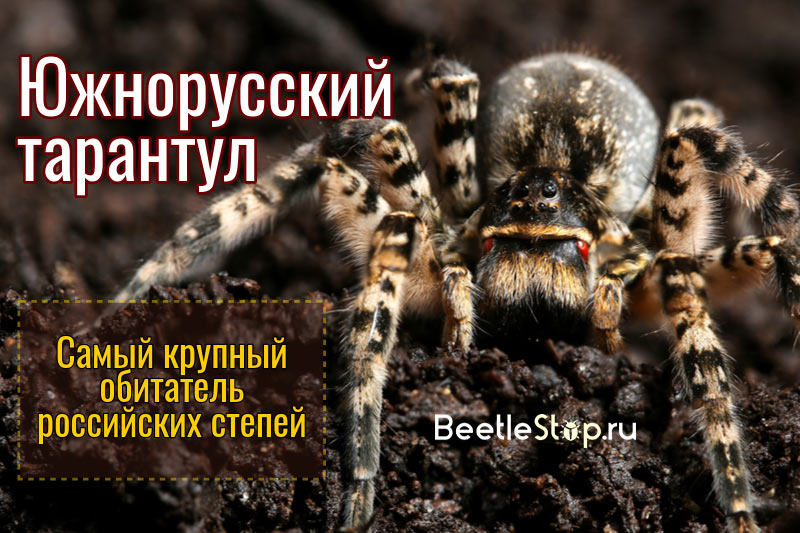 Zuid-Russische Tarantula