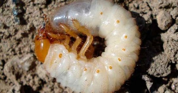 Larva Maybug