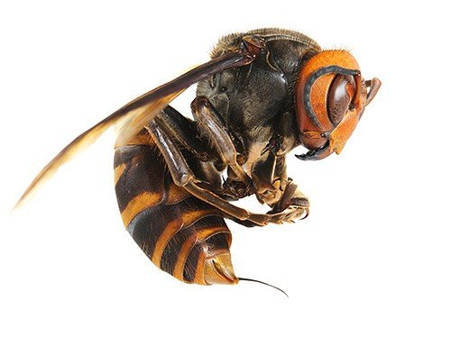 Stort hornet