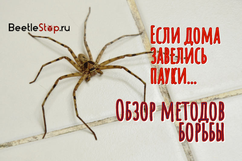 Jak se zbavit pavouků v domě