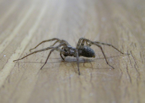 Talon hämähäkki