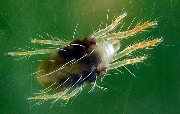 A tiny pest is the cause of big problems in the garden