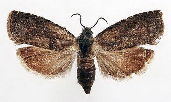 Eastern Codling Moth