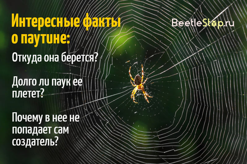 Hur en spindel väver en webb