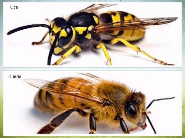 Wasp and bee