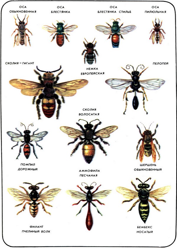 Diversidade de vespas