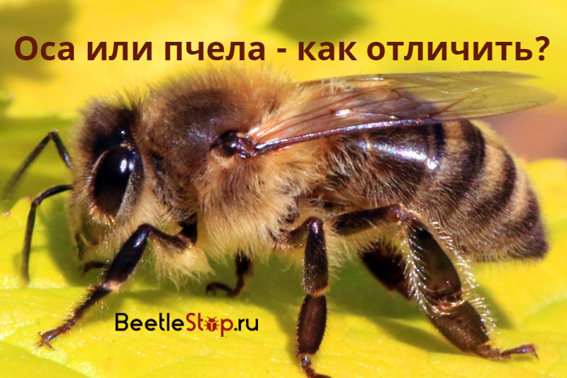Eine Biene oder eine Wespe?