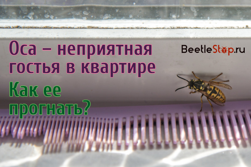 Wespen in der Wohnung