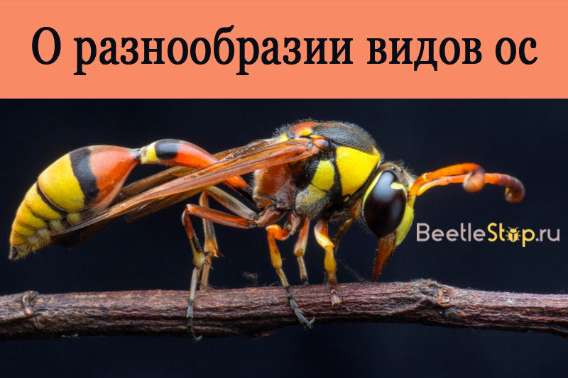 Tipuri de viespe