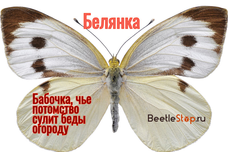 Butterfly White