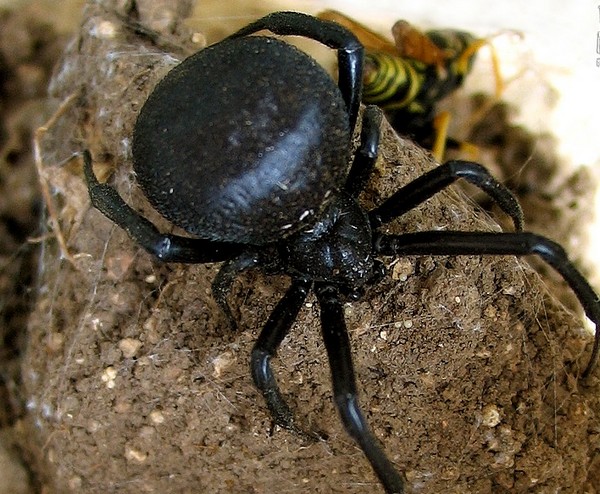 Araignée femelle