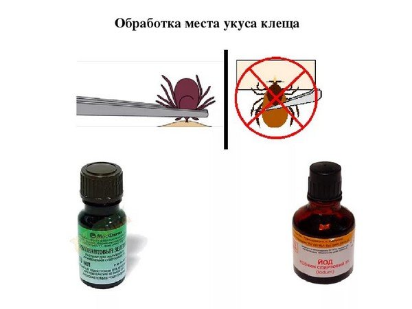 Tick ​​wound needs to be treated