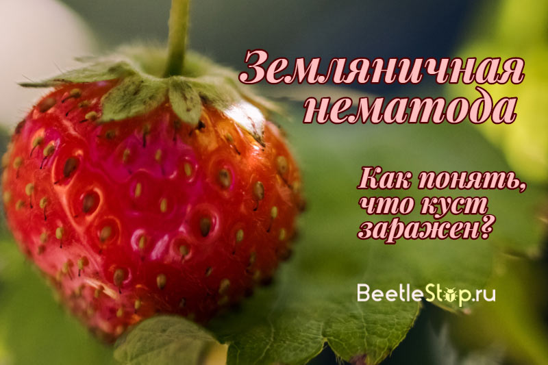 nématode fraise