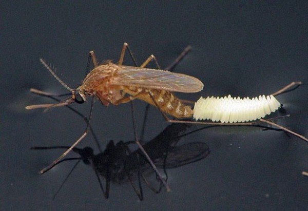 Female mosquito lays eggs