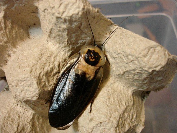 Cockroach dead head