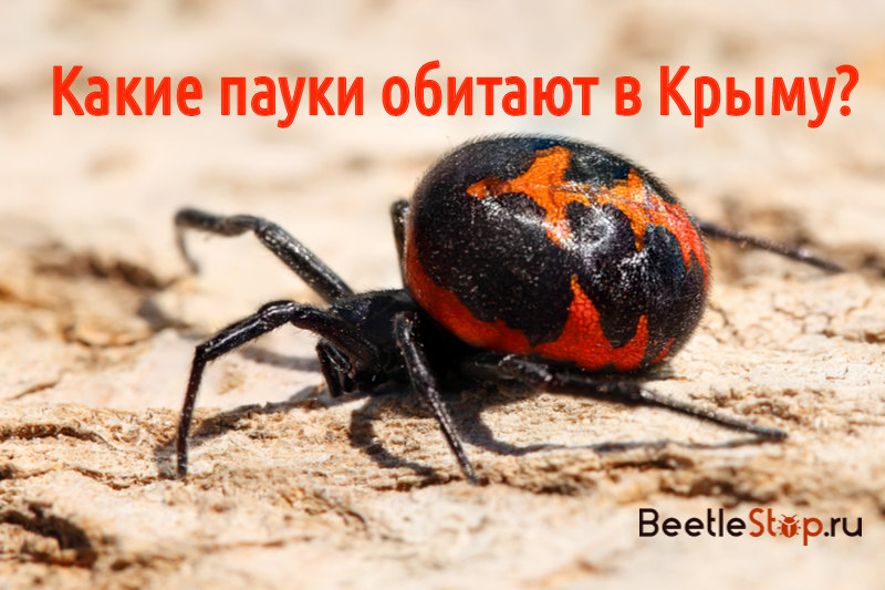 Mga spider ng Crimea