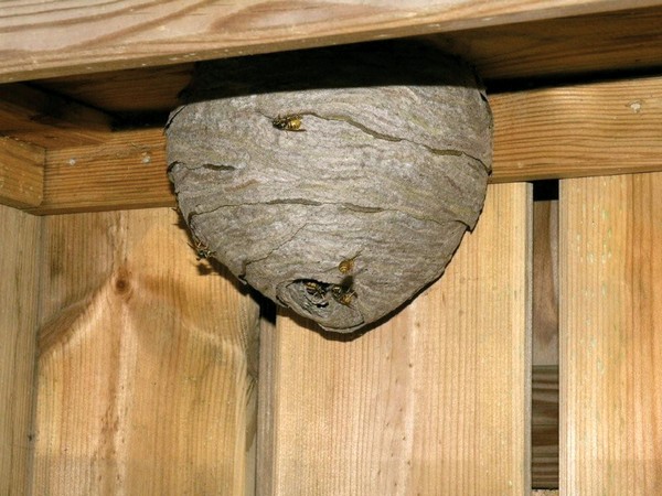 Wesp nest