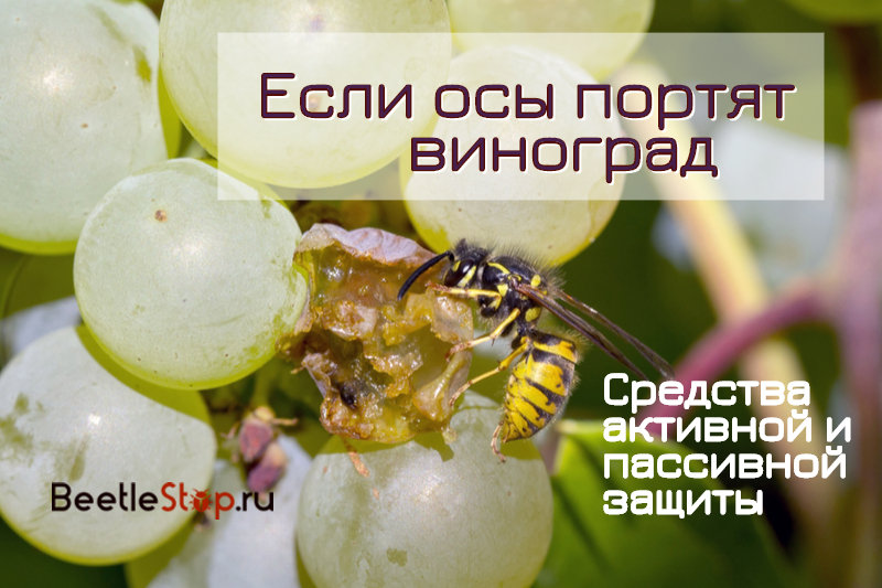 Como proteger uvas de vespas