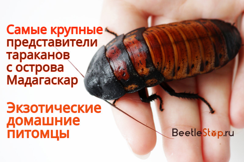 the largest cockroaches in the world