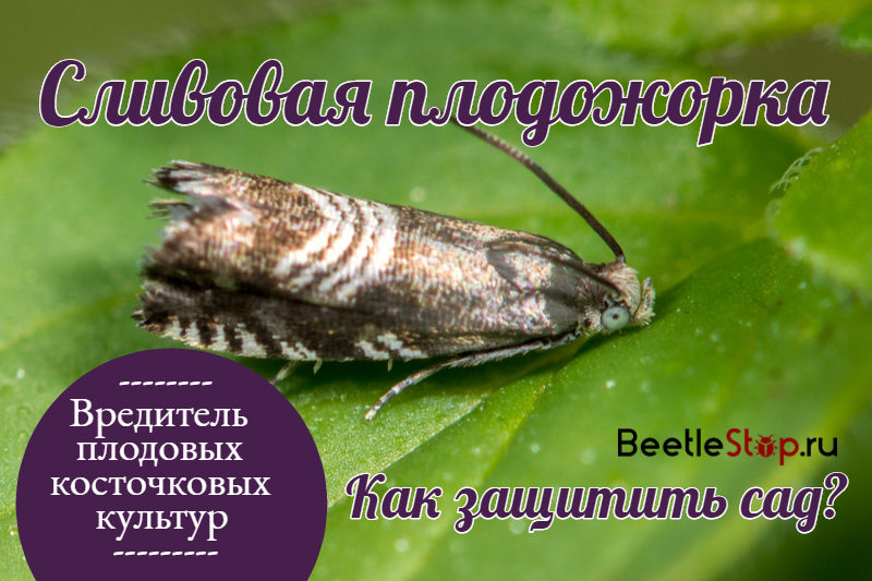 Papillon Codling Plum Moth