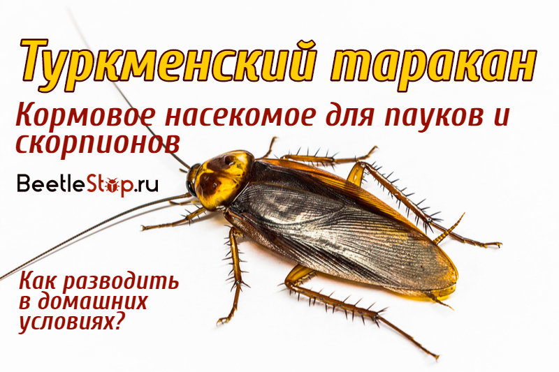 Foto de cucarachas turcomanas